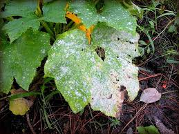 Just spray the black leaves. Powdery Mildew How To Identify Treat And Prevent Powdery Mildew The Old Farmer S Almanac