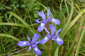 Image result for Moraea niassensis