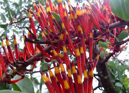 Image result for Agelanthus