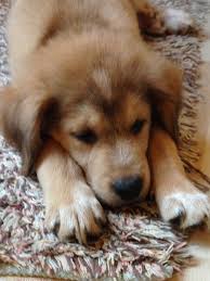 German Shepherd Husky Mix Black And Brown Pin Von Rachel Walters Auf Cute Animals Welpen Labrador Mischling Welpen Australian Shepherd