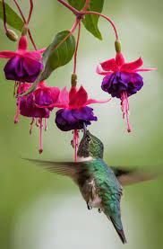 Ruby Throated Hummingbird Hummingbird Pictures Pretty Birds Beautiful Birds