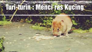 La nai nari gunana man banta, enggo metua ia; Turi Turin Menci Ras Kucing Karo Siadi Youtube