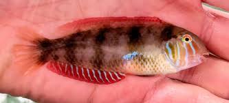 Image result for Malaxis schliebenii