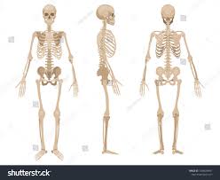 How many bones are in the human body? Human Skeleton In Front Profile And Back Vector Illustration Sponsored Affiliate Front Skeleton Human Illust Human Skeleton Human Skeleton Images Human