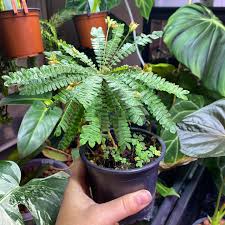 Image result for Biophytum