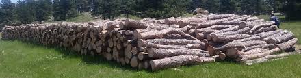 The term softwood describes evergreen, or conifer trees, which keep their leaves. Firewood Permits Boulder County