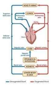 Provide Flow Chart Of Human Circulatory System Brainly In