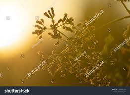 Wild Flower With Summer Golden Light In Nature Morning Natural Outdoor Background Ad Aff Golden Light Summer Wild In 2020 Golden Lights Wild Flowers Flowers