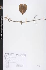 Image result for Hippocratea africana