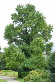 Ginkgo gardens distinguishes itself by offering friendly services as well as distinctive statuary, ornamentation, and. Offentlicher Raum Baumnavigator