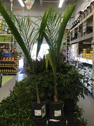 Palm coast, fl 32164 +2 locations. Palms At Lowe S In The North Zone 6a 6b Discussing Palm Trees Worldwide Palmtalk