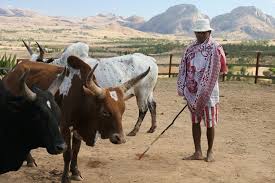 Le Zebu Madagascar Paysages Voyage En Afrique Madagascar