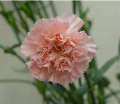 Carnation Light Pink Candy Miaflorafarms