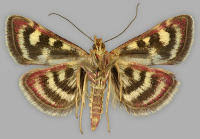 Image result for Pyrausta ostrinalis