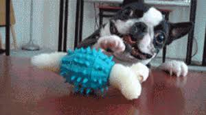 Sophie french bulldog swimming lesson подробнее. The New New Animated Gif Thread In Which Posts Without Animated Gifs Will Be Deleted Everything Else Quarter To Three Forums
