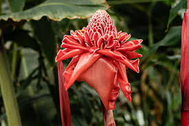 Image result for Etlingera