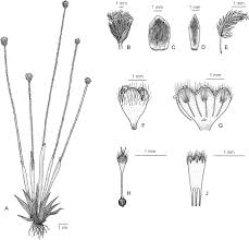 Image result for Eriocaulon deightonii