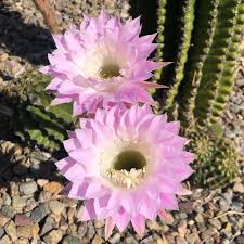 12 post hedgehog cactus is a scenic viewpoint in san diego county. Succulent Syndrome On Instagram Pretty In Pink Succulentsyndrome Succulents Succulent Cacti Cactus Eupho Succulents Pretty In Pink Euphorbia