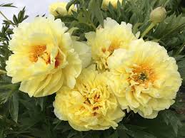 Päikselist päeva! Kas oled tulemas Pojengifestivalile? Ära unusta sõpru kaasa kutsuda🤗 Osale üritusel: https://facebook.com/events/s/saaremaa- pojengifestival-2025/547092961049354/