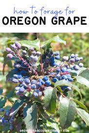 Small fragrant yellow flowers in terminal clusters precede small blue edible berries that can be made into jelly. Foraging For Oregon Grape Oregon Grape Medicinal Plants Edible Wild Plants