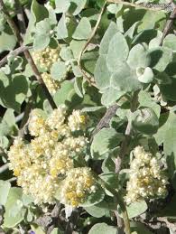 Image result for Helichrysum asperum