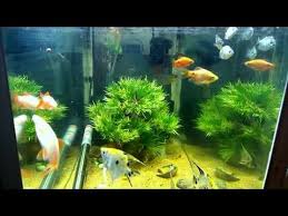 Alaruine What S New Top 5 Questions About Guppy Fish 6 Beautiful Coll This Is My Fish Channel For All Fish And Guppy Fish Aquarium Fish Tank Aquarium Fish