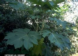 Image result for Tetrapanax