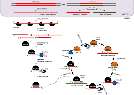 Da wikipédia, a enciclopédia livre. Piwi Pirna Pathway Setting The Pace Of Aging By Reducing Dna Damage Sciencedirect