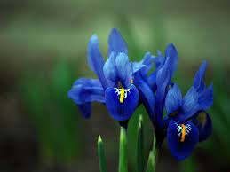 Another Bunch Coming To A Flower Bed Near Me Blue Iris Flowers Iris Flowers Fragrant Plant