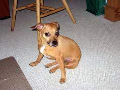 Apr 03, 2021 · minimum and maximum life span of the rat terrier dog. 16 Terrier Chihuahuas Ideas Chihuahua Terrier Mixed Breed