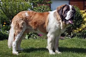 You are sure to have a very large pup with this hybrid. St Bernard Dog Wikipedia