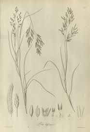 Image result for Eragrostis atrovirens