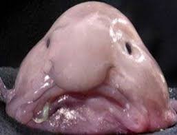 Dunyanin En Cirkin Hayvani Secildi Blobfish Hayvan Hayvanlar