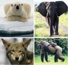 Many Animals Are Becoming Extinct Due To These Climate Changes Endangered Animals Endangered Animals Activities Endangered Animals Lessons