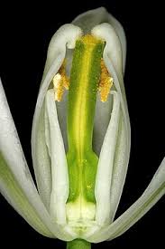 Image result for Albuca nigritana