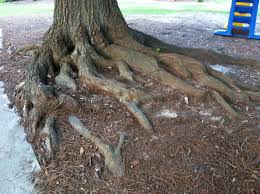 Check spelling or type a new query. Tree Covering Exposed Roots Walter Reeves The Georgia Gardener