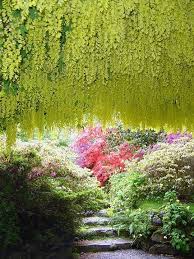 The Laburnum Arch At Bodnant Garden S Is One Of The Most Instagrammable Places In Wales In 2020 Beautiful Beaches Caravan Holiday Instagram Guide
