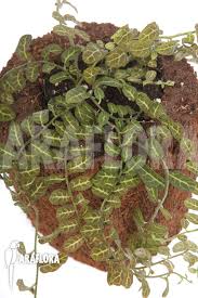 Image result for Solanum sp. A