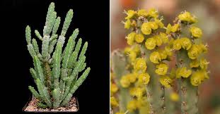 Image result for Euphorbia debilispina