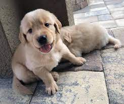 Labrador Retriever Puppies For Sale By Owner Labrador Retriever Puppies For Sale Dallas Tx English Lab Puppies Lab Puppies Labrador Puppies For Sale