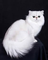 Cfa Pedigreed Breed Persian Cats Of All Different Colors And Patterns Persian Cat Cats Cat Breeds