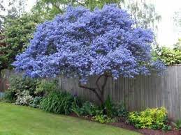 The flowers can be seen in early summer and can be yellow or white. Pin On Backyard Landscaping