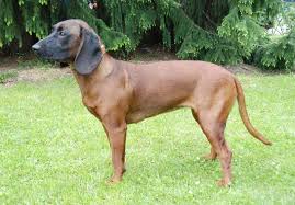 Image result for anglický barvář