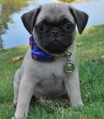 Look at pictures of pug puppies who need a home. Teacup Pug Puppies For Sale Sunshine Teacup Puppies Home