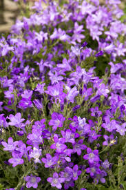 Dalmatian Bellflower Monrovia Dalmatian Bellflower Bellflower Monrovia Plants Monrovia
