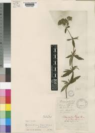 Image result for Agathisanthemum globosum