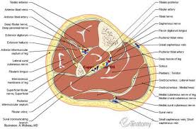 Long Bones Of Human Body Human Anatomy Cross Sectional Diagram Leg Muscles Tendon Bone En Leg Anatomy Anatomy Human Body Anatomy