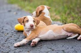 2 Month Old Puppy Information