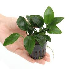 特売 水草 アヌビアスナナ ３ポット分 Craftsforgreen Com