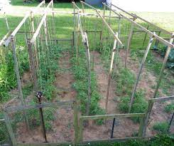 If you've done a good job of that you're well on your way to a successful tomato harvest. Tomato Plant Maintenance In My Small Kitchen Garden Your Small Kitchen Garden Growing Tomato Plants Tomato Trellis Planting Vegetables